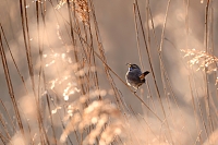 blauwborstje (Luscinia svecica) 3-2021 6666